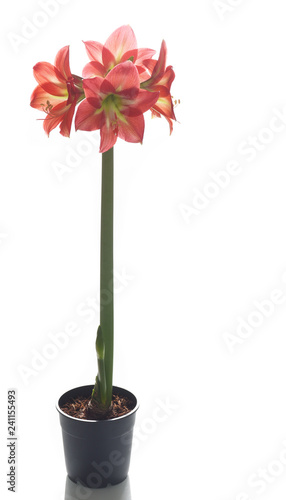 Fototapeta Naklejka Na Ścianę i Meble -  Amaryllis in pot isolated
