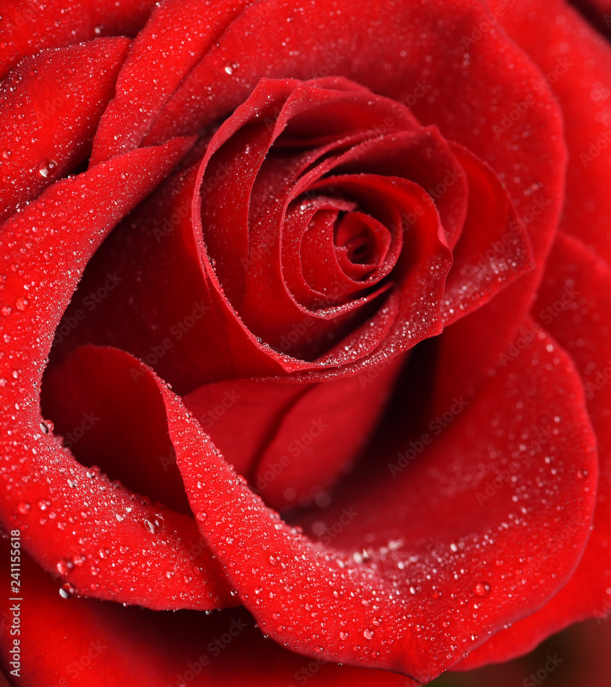 Beautiful red rose close-up
Beautiful red rose close-up