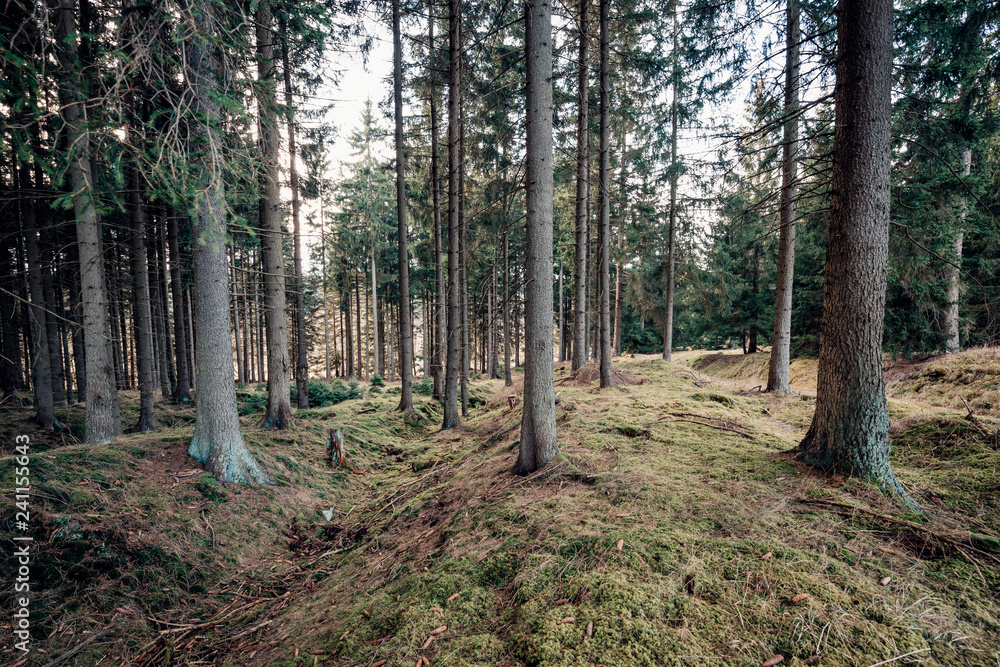 Fototapeta premium Der Wald - Ort der Meditation