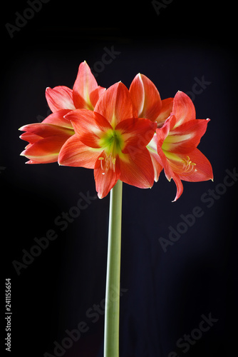 Hippeastrum Amaryllis red flowers 