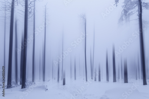 Totwald im Winter, Harz, Sachen-Anhalt