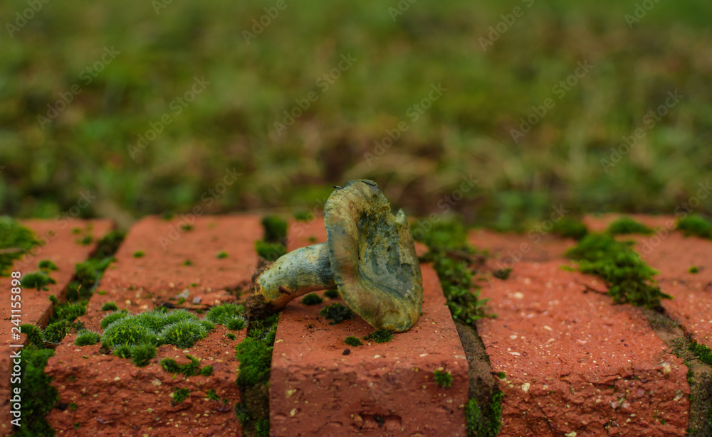 Dead mushroom with moss on brick fence Dead mushroom with moss on brick fence