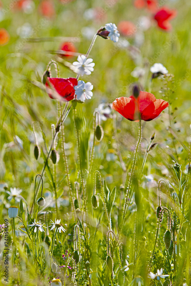 Fototapeta premium COQUELICOT