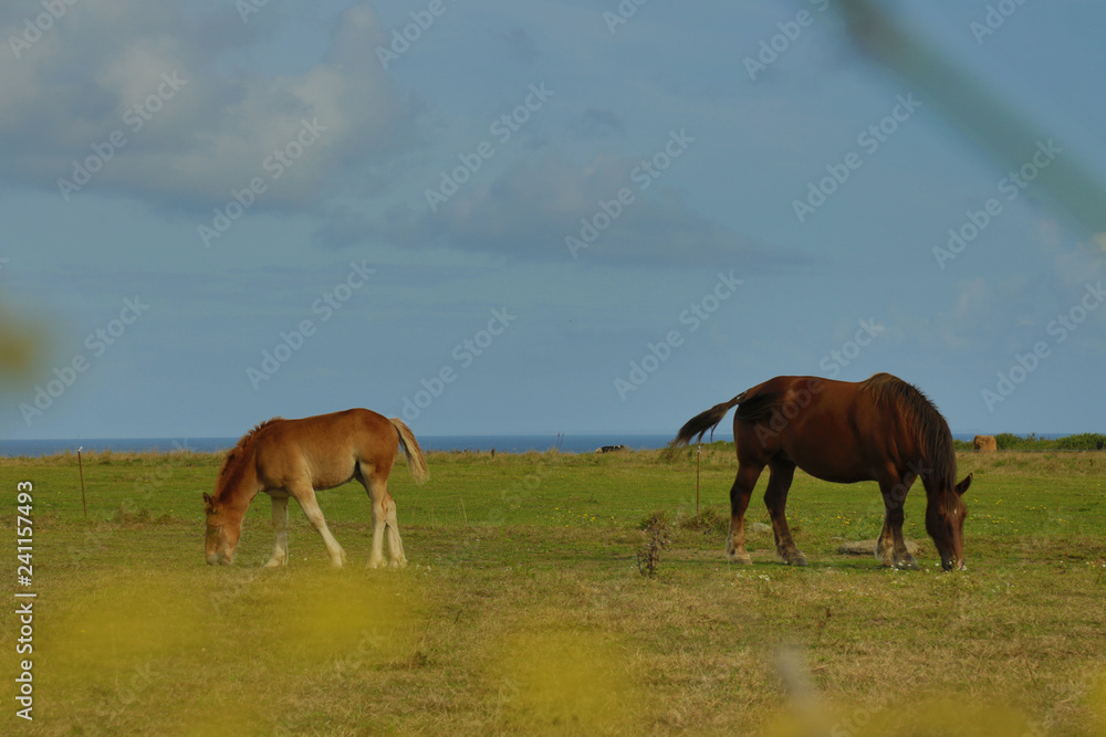 Chevaux Chevaux