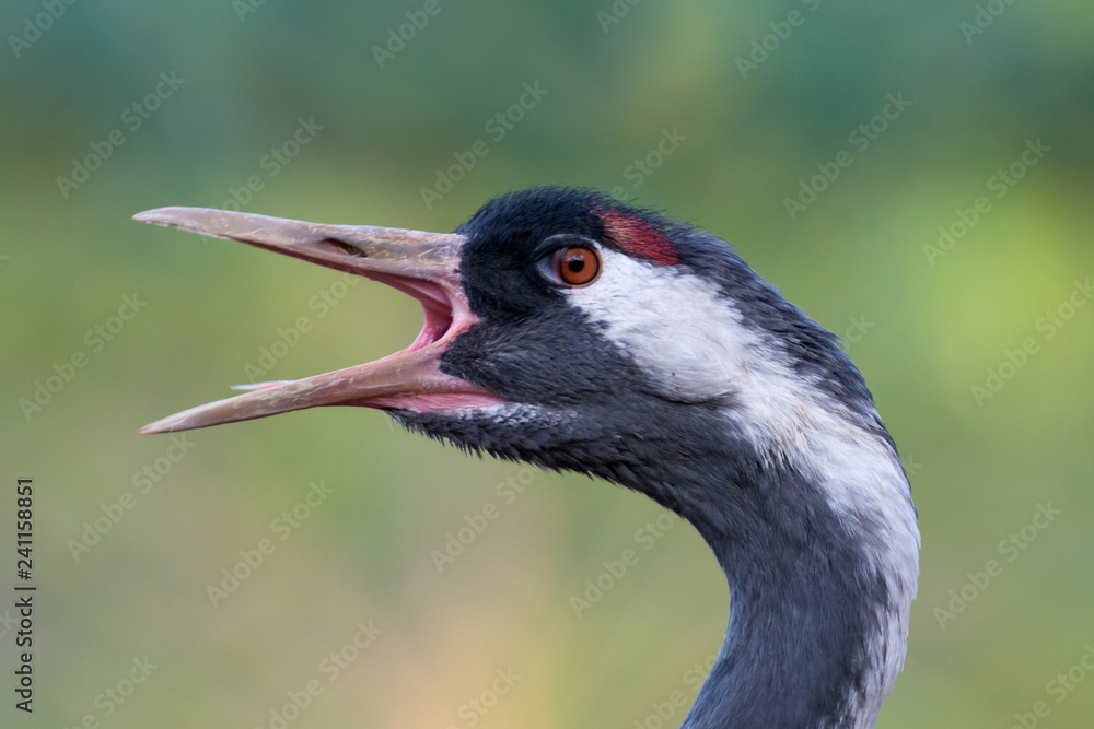 common crane - Grus grus