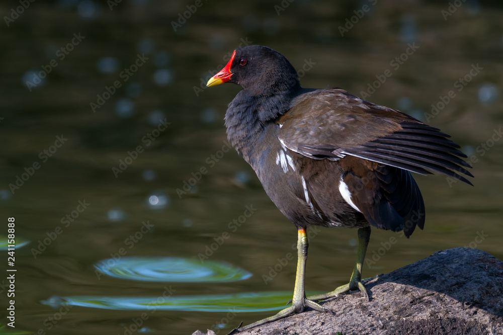 Fototapeta premium Common moorhen - Gallinula chloropus