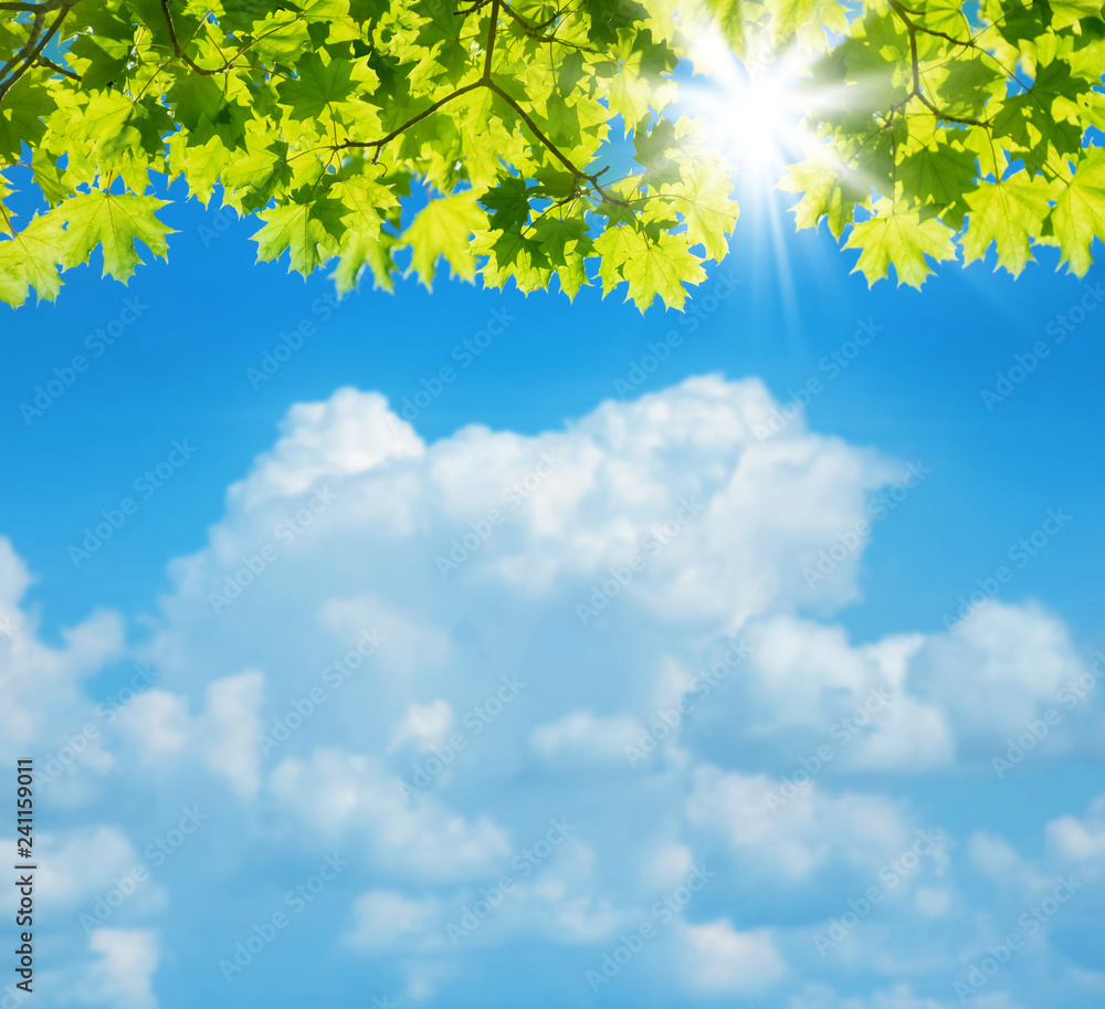 Spring background. Natural background with bright maple tree foliage and beautiful clouds