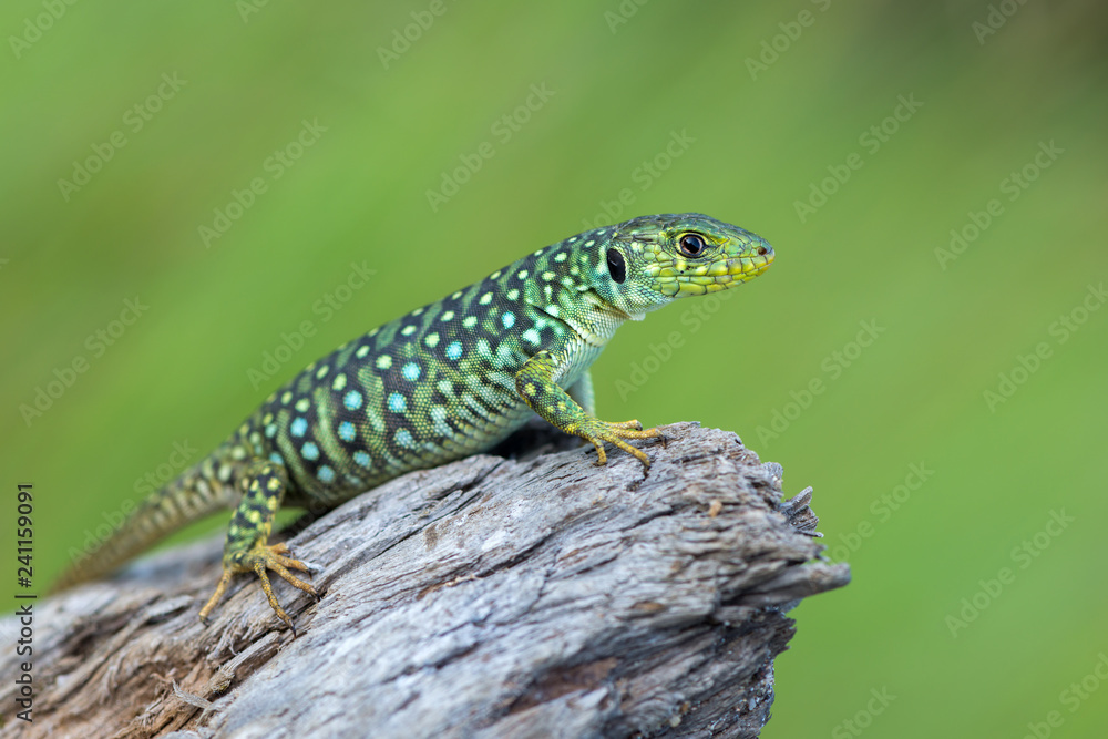 The ocellated lizard - Timon lepidus The ocellated lizard - Timon lepidus
