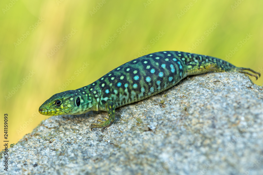 Fototapeta premium Jaszczurka perłowa - Timon lepidus