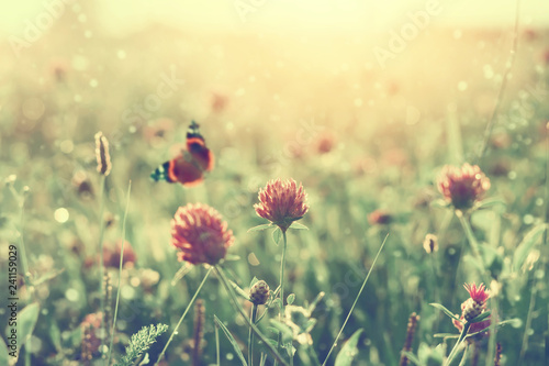 Summer landscape with blooming clover at sunset. Summer background with butterfly on clover flower