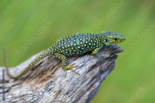 The ocellated lizard - Timon lepidus