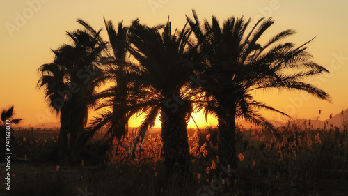 Palms at Sunset