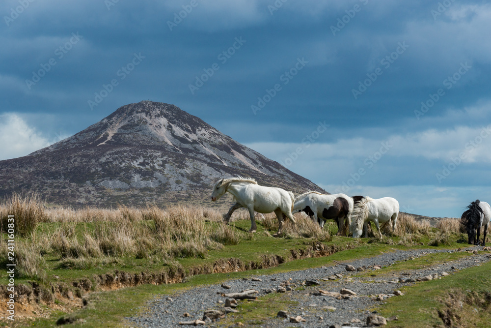Obraz premium Wild Horses Sugarloaf Mountain Co. Wicklow Ireland