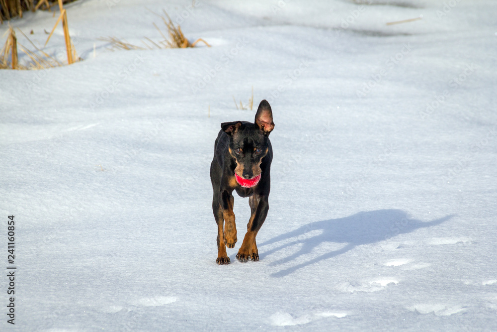 Pinscher dog playing outside in winter time