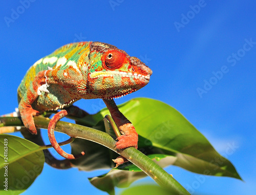 panther chameleon,furcifer pardalis ambilobe
