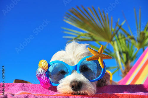 funny dog with sunglasses © Natallia Vintsik