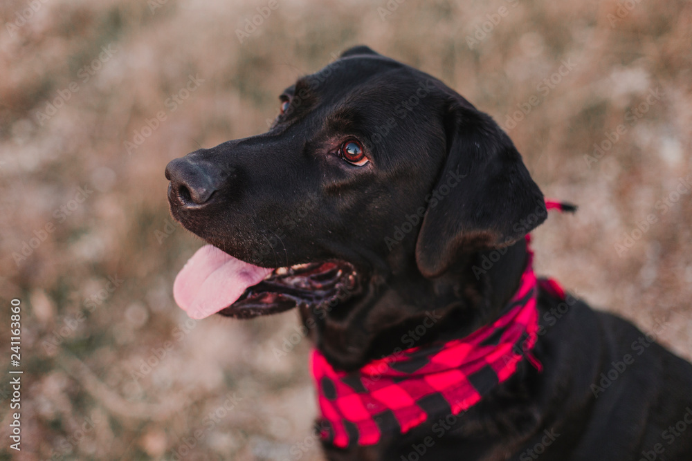 beautiful portrait of Stylish black labrador dog with red and black plaid bandana sitting on the ground. Pets outdoors. Modern lifestyle