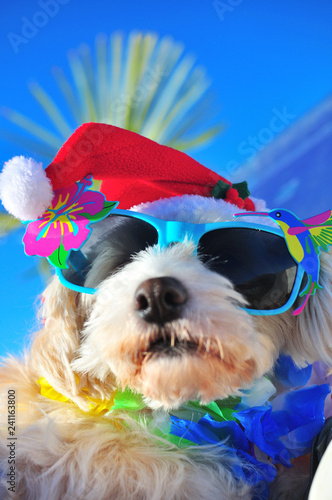 funny christmas dog with sunglasses © Natallia Vintsik