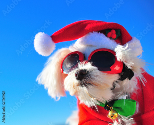 happy christmas dog © Natallia Vintsik