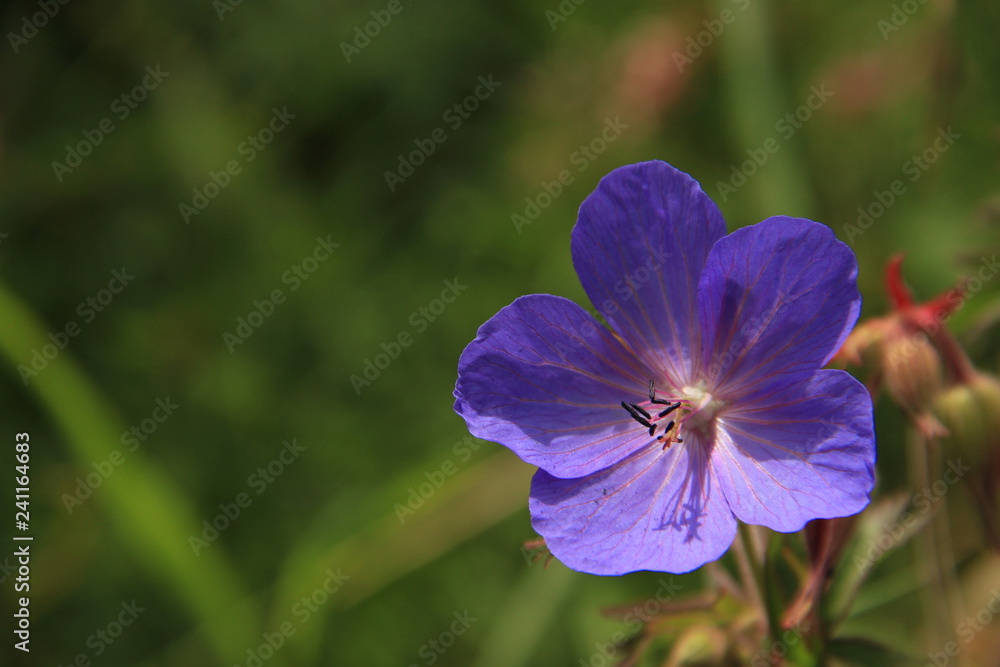 Blue flower in the garden Blue flower in the garden