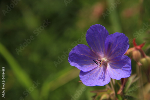 Blue flower in the garden