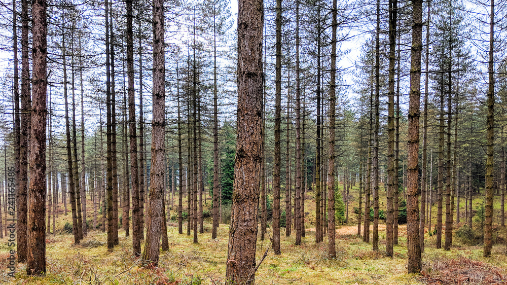 Fototapeta premium Photoshoot in the forest