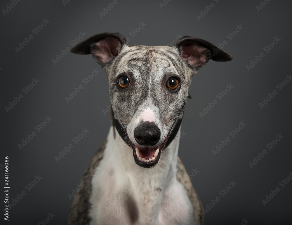 Smiling whippet