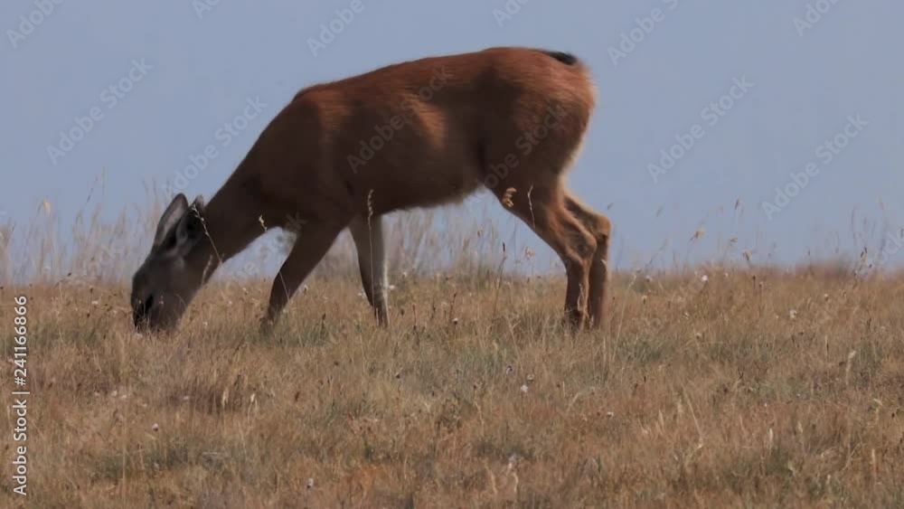 young female deer walking and grazing along a mountain young female deer walking and grazing along a mountain