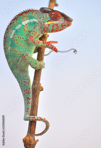panther chameleon,furcifer pardalis ambilobe