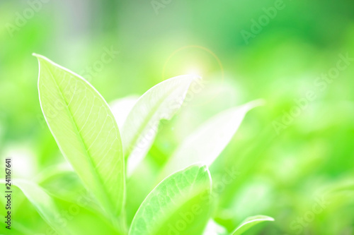 Fresh green leaf and overexposure of sunlight and flare filter on green nature blurred background at public park in morning, greenery season background, close-up and selective focus by macro lens