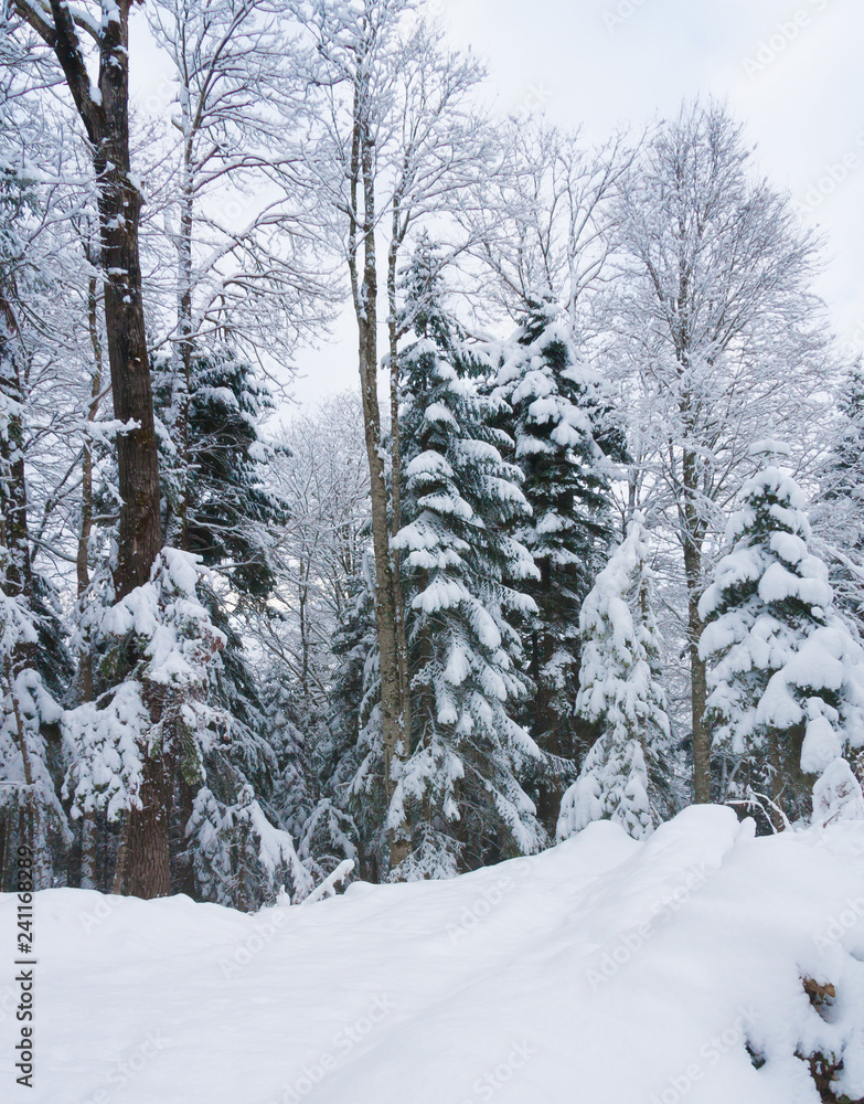 Fototapeta premium Mountain winter, Christmas pine trees