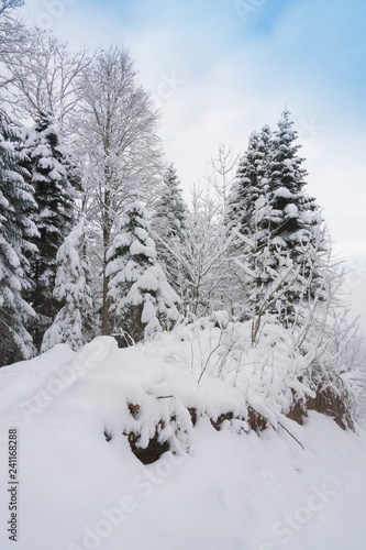 Mountain winter, Christmas pine trees