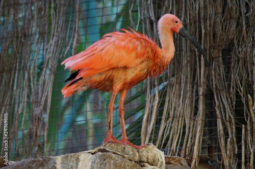 Ein Flamingo im Palmitos Parque - Gran Canaria II