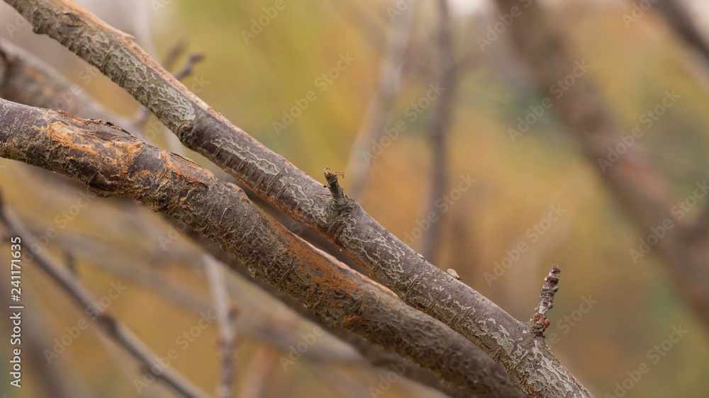 The wounds on the branch of the fruit tree from friction. Which upward the tree of additional danger due to the penetration of pests and diseases