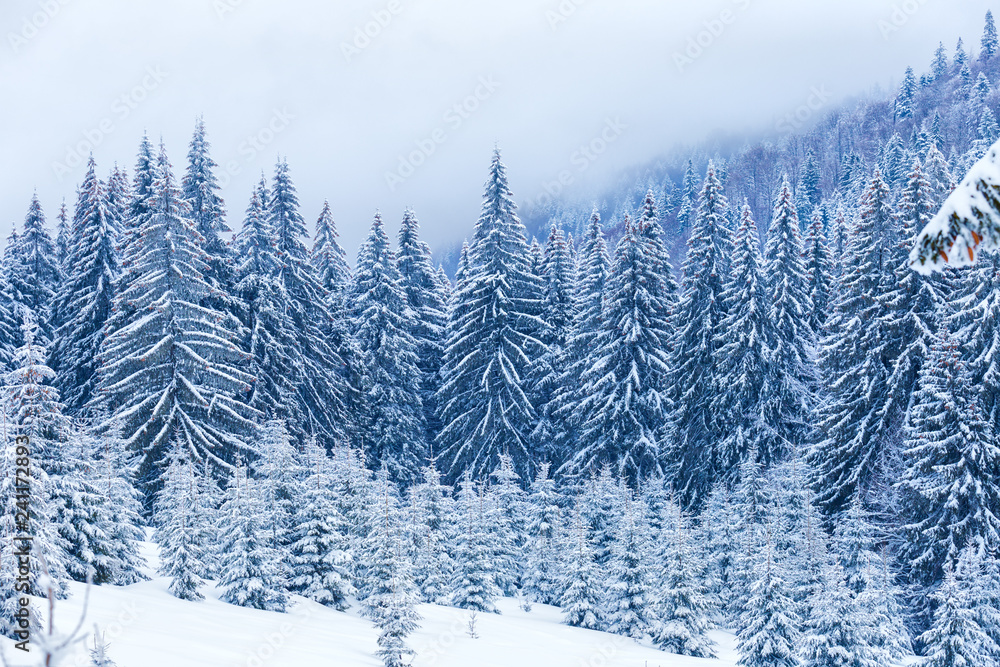Fir forest in winter