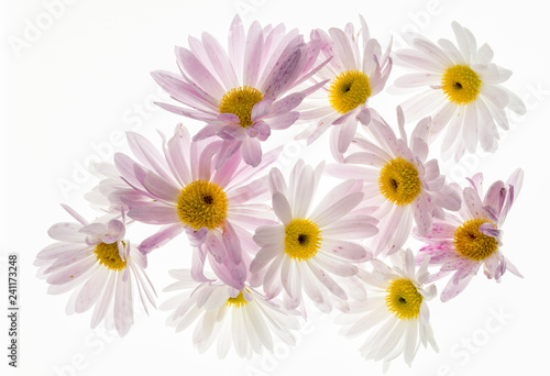 Obraz na plátně fiori di crisantemo chiaro