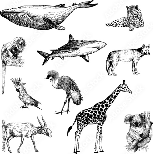 Big set of hand drawn sketch style animals isolated on white background. Vector illustration.