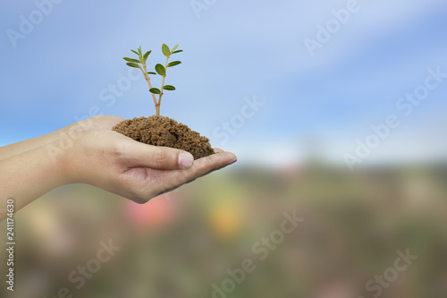 Save the earth, save plants, the concept of tree seeds in hand