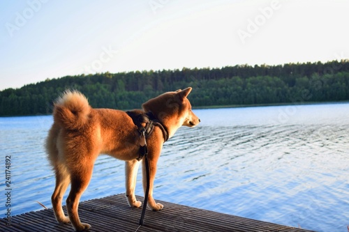 Naturedog