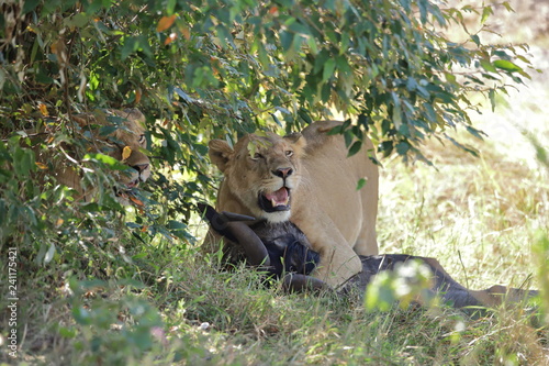 Two lions with prey under a bush
