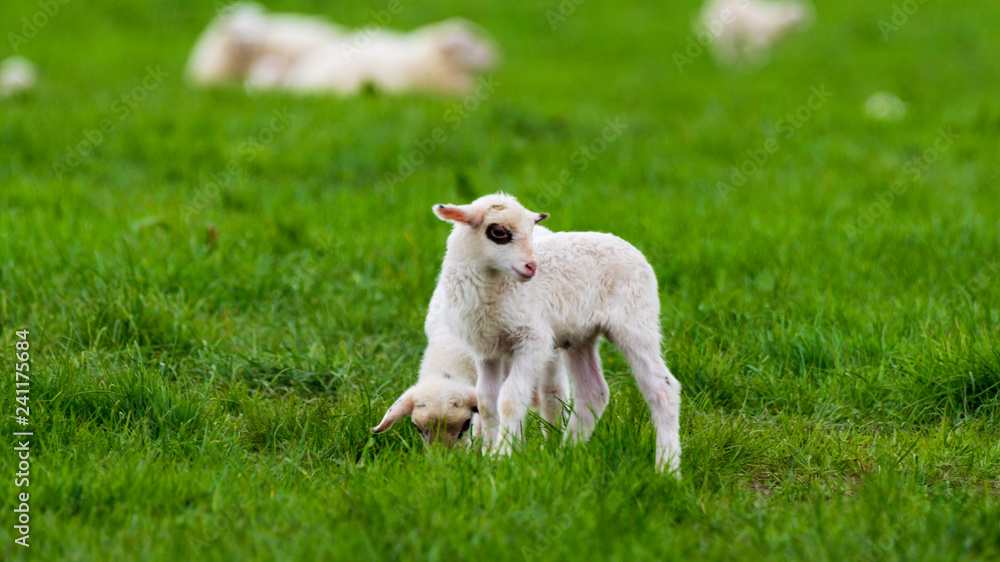 Kleine Schafe auf auf einer Wiese Kleine Schafe auf auf einer Wiese