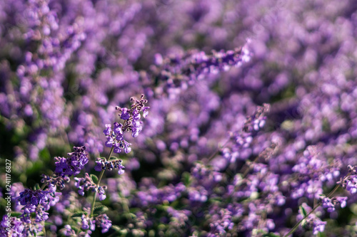 field of Lavender flowers spring time as a background.