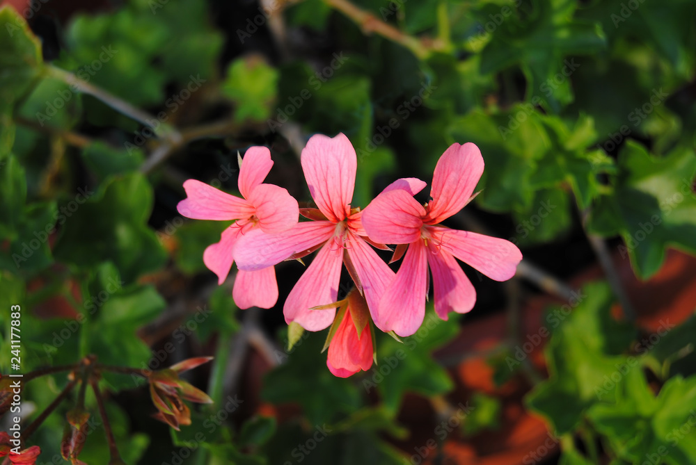 Pelargonium of geranium from Sardinia Pelargonium of geranium from Sardinia