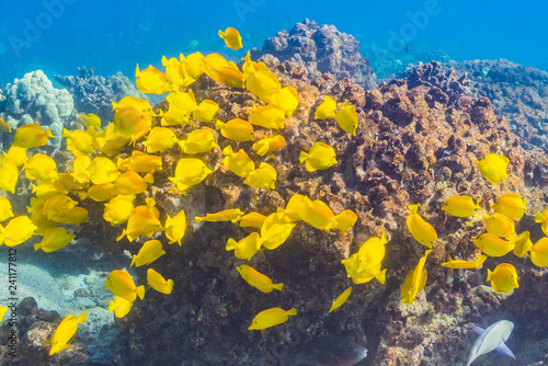 School of yellow tropical fish over coral reef