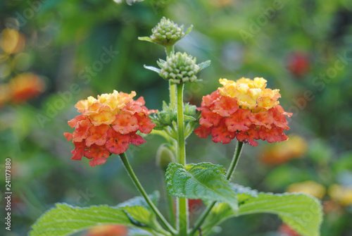 Lantana camara of Sardinia