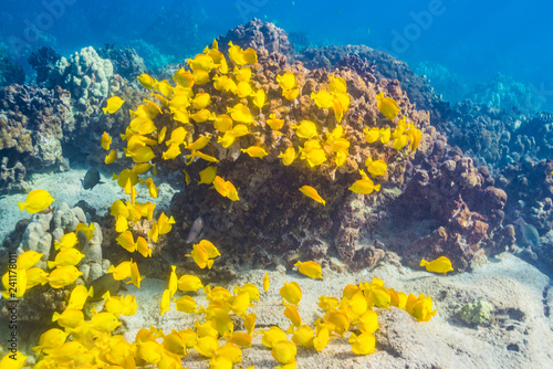 School of yellow tropical fish over coral reef