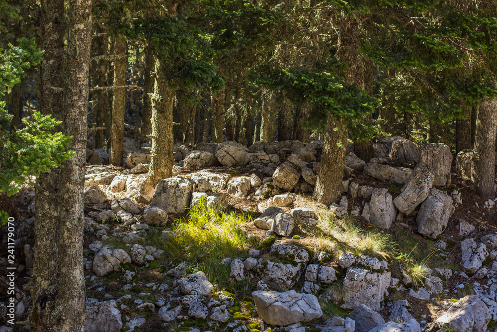 sunny morning rocky deep forest picturesque scenic landscape with colorful natural environment of trees, grass and stones in bright yellow sun light and rays sunny morning rocky deep forest picturesque scenic landscape with colorful natural environment of trees, grass and stones in bright yellow sun light and rays