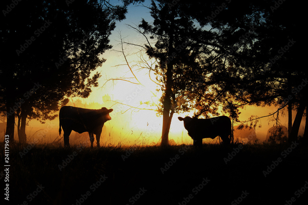 Naklejka premium Cattle at sunrise in the morning fog.