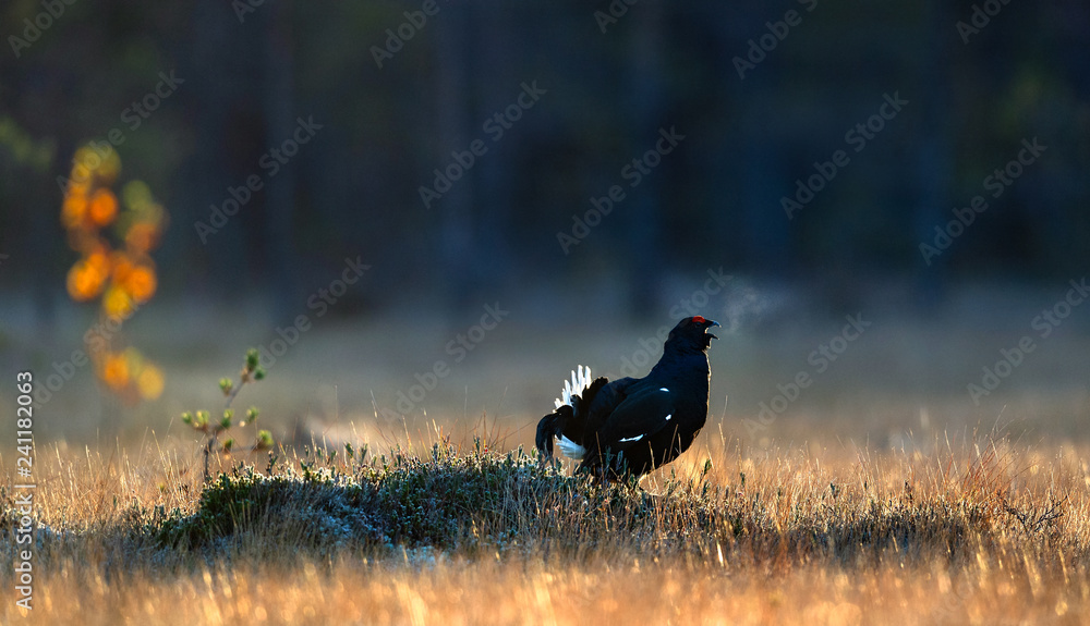 Portrait of a lekking black grouse (Tetrao tetrix) with steam breath. Sunrise Backlight. Natural habitat. Portrait of a lekking black grouse (Tetrao tetrix) with steam breath. Sunrise Backlight. Natural habitat.