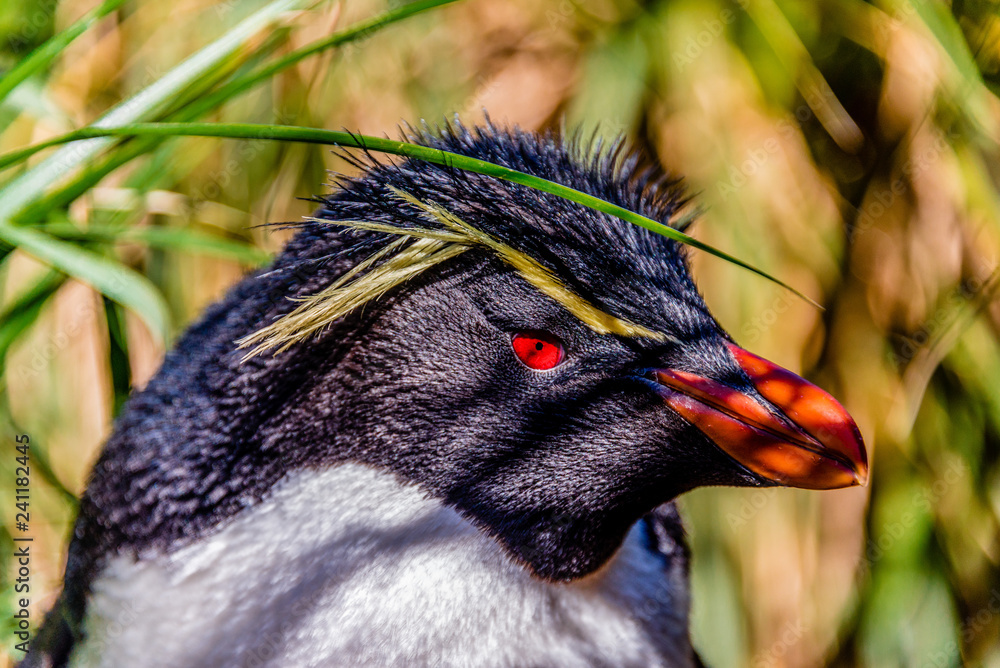Naklejka premium FALKLAND ISLAND, Rockhopper Penguin